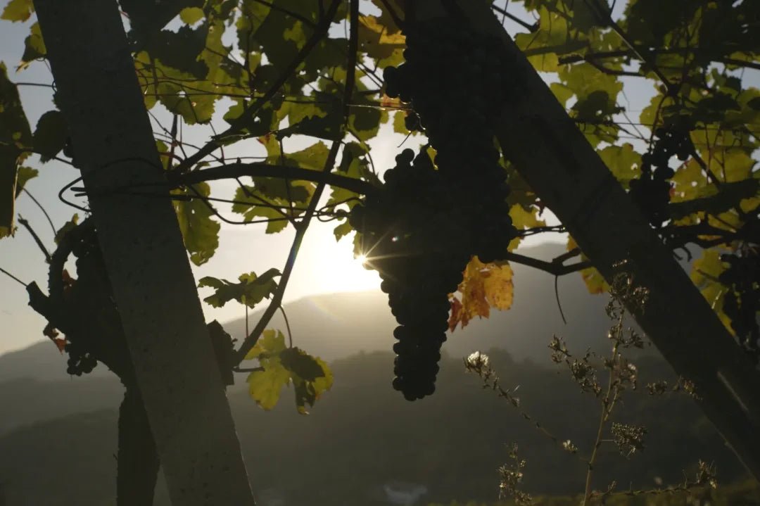 Buttery LUTs – Natural Rec709 for Sony S - Log2 / S - Log3 - Digital Presets