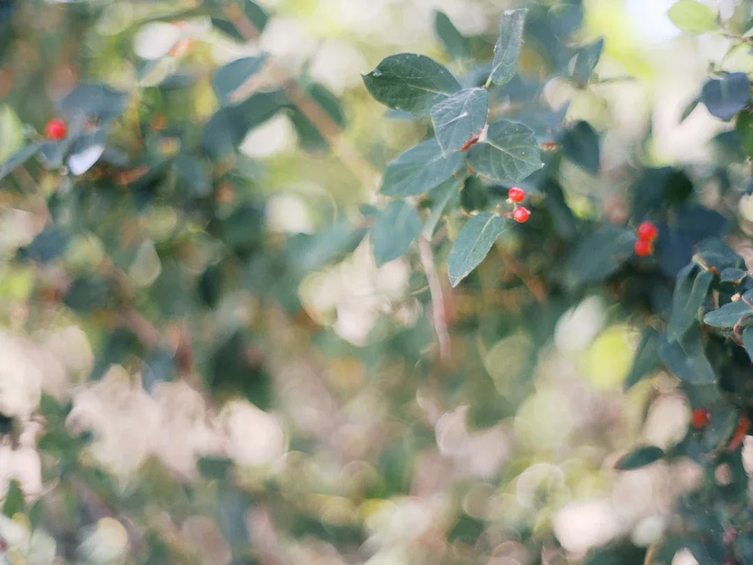 The Archetype Process – The Green Pack III