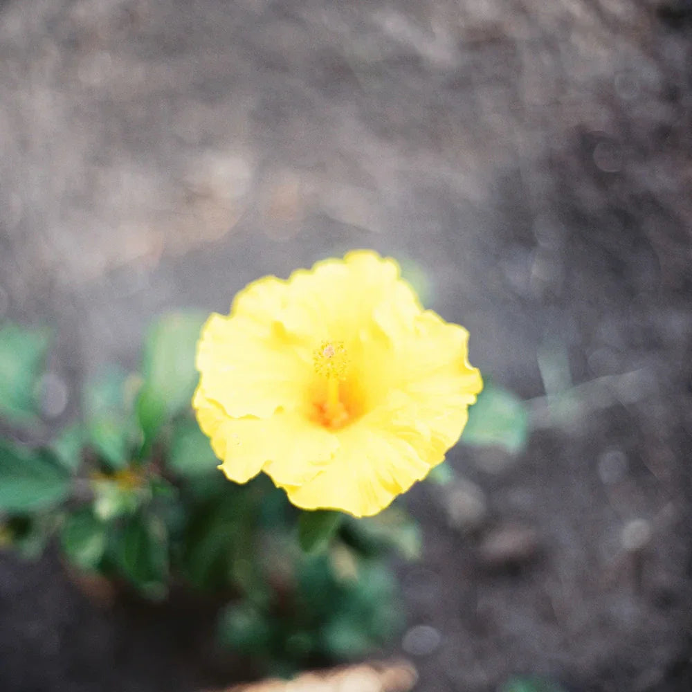 The Archetype Process – The Green Pack III